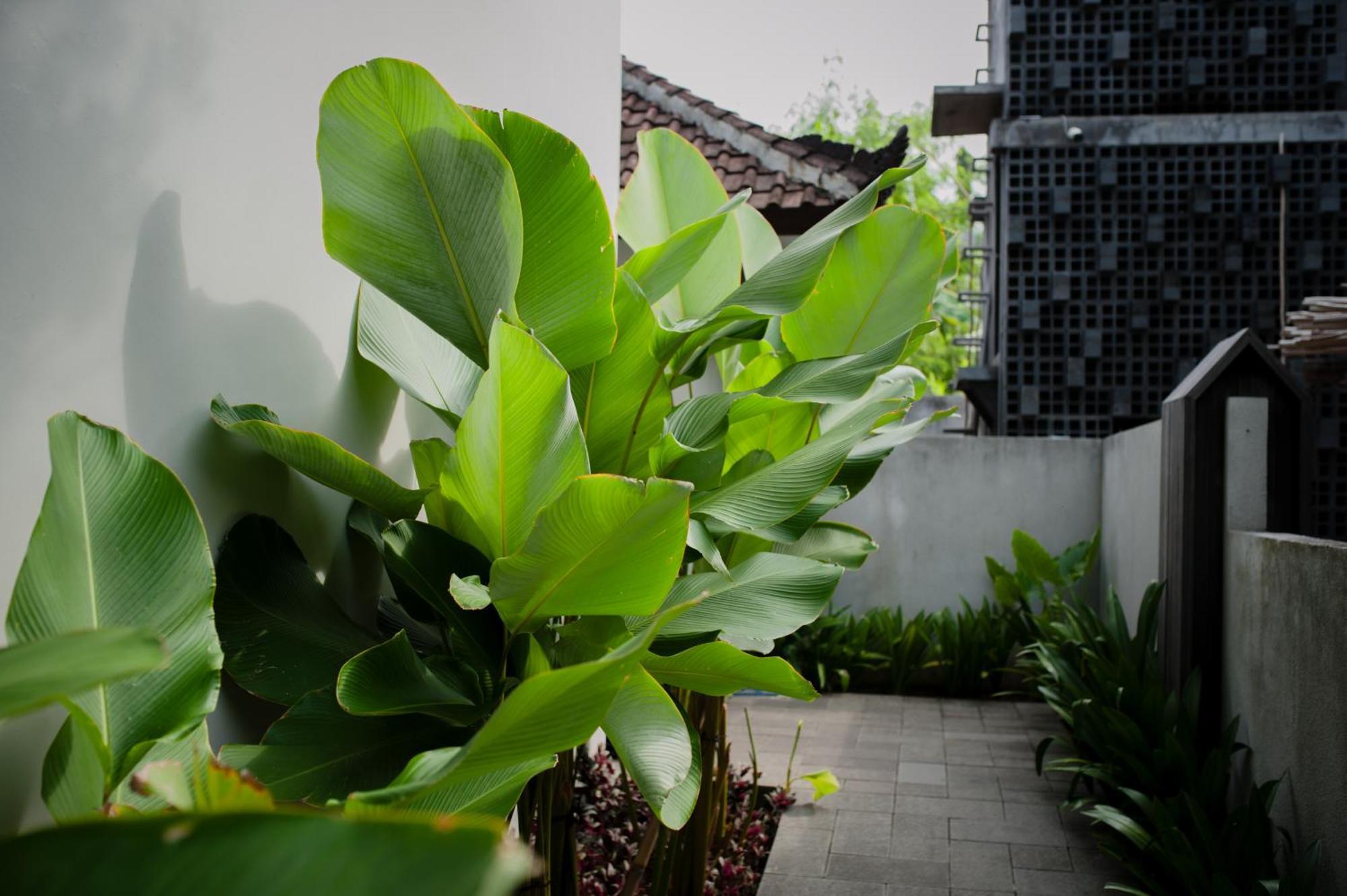 Ecozy Dijiwa Canggu Exterior foto